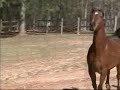Beautiful Arabian Horse at Liberty
