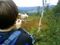 funny fat sheep