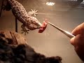 Tokay eating Tokay eating