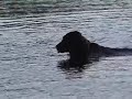 Camus vom Wildfoerstersee schwimmt nun auch Camus vom Wildfoerstersee schwimmt nun auch