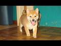Koudo - Our Shiba Inu