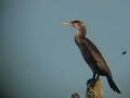 CORMORAN GRANDE / GREAT CORMORANT CORMORAN GRANDE / GREAT CORMORANT