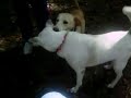 Shelter dogs playing