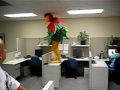 Chicken Dance - Failed Prank