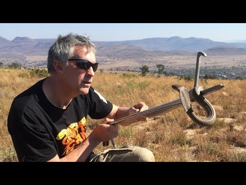 YouTube reptile video