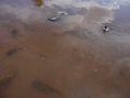 Triops Tadpole Dinosaur Shrimp
