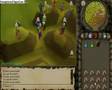 I YEMEN I pking video Pumkin POONAGE