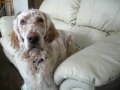 ENGLISH SETTER