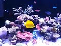 120 Reef Feeding Time