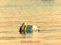 Swan in ultraSlo only 200 FPS