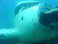 Diving at Morrison Quarry Quebec Canada