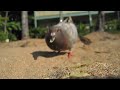Posted the full clip of birds attacking my camera! I might be biased, but it's pretty freakin' awesome: http://bit.ly/birdies