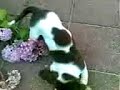 Lyna met Bal Lyna met Bal