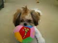 Gizmo the Shih Tzu - mohawk haircut styled (8 months old)