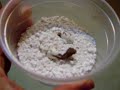 Crested Gecko - Half Way Out of Egg Crested Gecko - Half Way Out of Egg