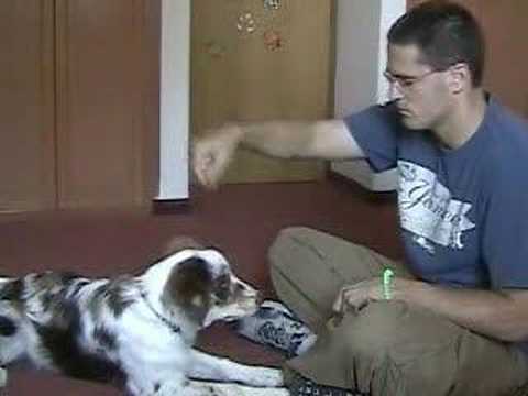Dog Clicker Training - Teaching the Down Cue