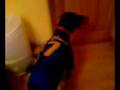videos de Rosie Del Piero