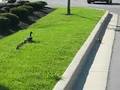 Lessons from Ducks