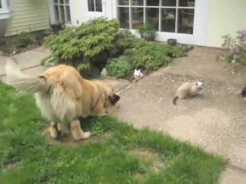 leonberger