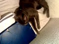 Mi gato