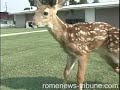 Six Legged Deer found in Rome, Ga
