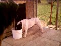 Caucasian Ovcharka and French Bulldog
