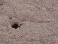 videos de Tuareg Attack