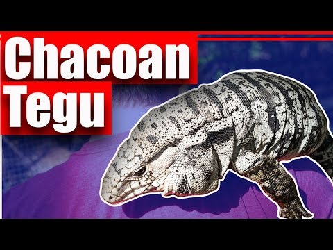 YouTube reptile video