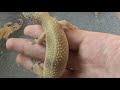 All of my leopard geckos! All of my leopard geckos!
