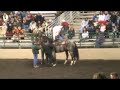 on saturday april 19th at the 63rd annual del mar national horse show in del mar, california we were entertained by blake goode.  what would possess someone to put one foot on the back of a 2,600-lb. brahma bull and put the other foot on another brahma bull and then ride them around an arena?  blake goode says he's still trying to figure that out!  a texas-based performer from ravenna texas, blake boode has been roman riding brahma bulls and horses for 11 years.  he was one of the featured performers at the national professional rodeo cowboys association, and has been nominated for the prca entertainer of the year.  
websites:
http://www.delmarnational.com/
http://www.gooderodeoacts.com/
