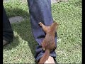 Baby scoiattolo arrampica Baby scoiattolo arrampica