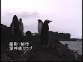 Penguin in the ANTARCTIC??????????