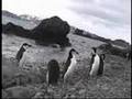 Penguin in the ANTARCTIC 南極のペンギンたち