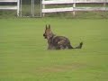 Delta SchH3 Obedience.wmv