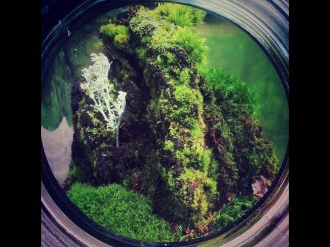 how to grow kyoto moss spores