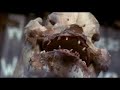 animals   dogs  part 1 