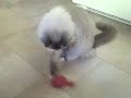 Cat sits on whoopi cushion! Cat sits on whoopi cushion!