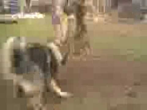 qeni i sharit ilir klyshi i bonit shapi