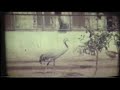 BAGHDAD 1959 BAGHDAD 1959