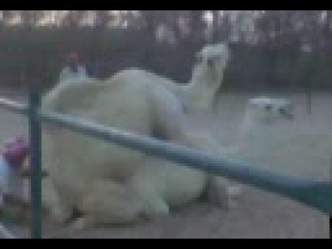 سكس حيوانات