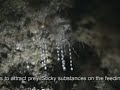 New Zealand Glow Worms (Arachnocampa luminosa) New Zealand Glow Worms (Arachnocampa luminosa)
