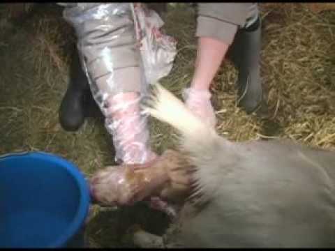 Miracle of Birth: YouTube the Goat