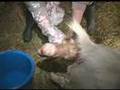 Miracle of Birth: YouTube the Goat
