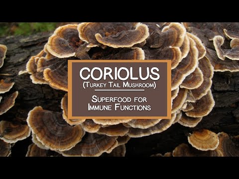 how to harvest turkey tail mushroom