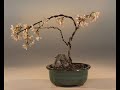 Bonsai-how-to: Flowering Bonsai Trees