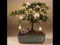 Bonsai-how-to: Flowering Bonsai Trees