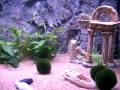 250 Liter Aquarium with 4 Veiltail Goldfish & 2 Ancistrus