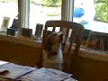 Howling Beagle