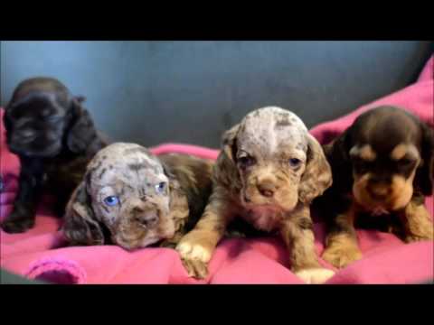 Mocha AKC Chocolate Merle Blue Eyes Cocker Spaniel Puppy for sale