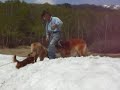 ??????Leonberger in Japn ??????Leonberger in Japn